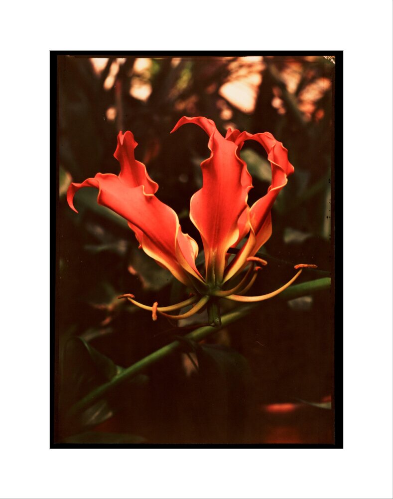 Orchid, c 1940. art print extra small none Art Print - Science Museum Shop