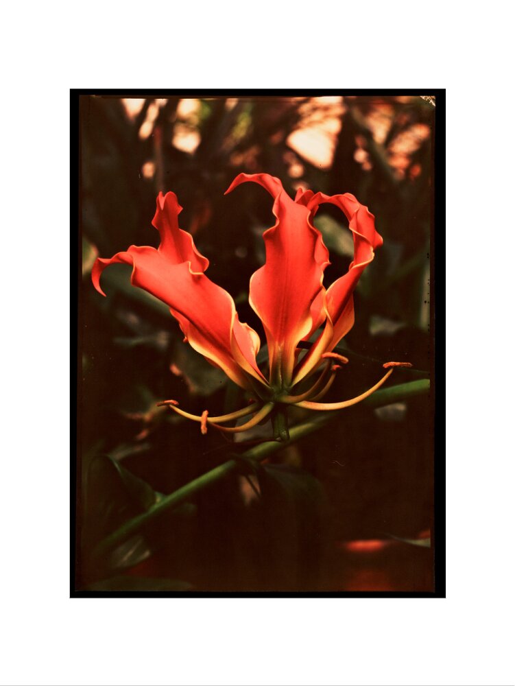 Orchid, c 1940. art print small none Art Print - Science Museum Shop