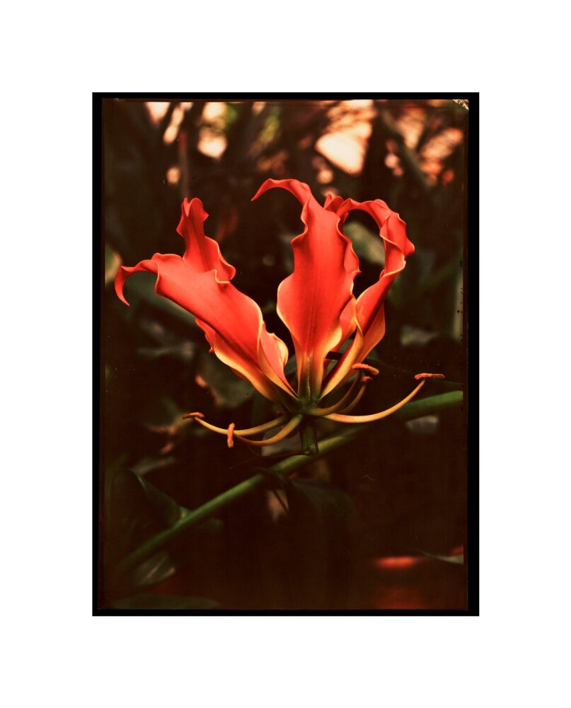 Orchid, c 1940. unstretched canvas small none Art Print - Science Museum Shop