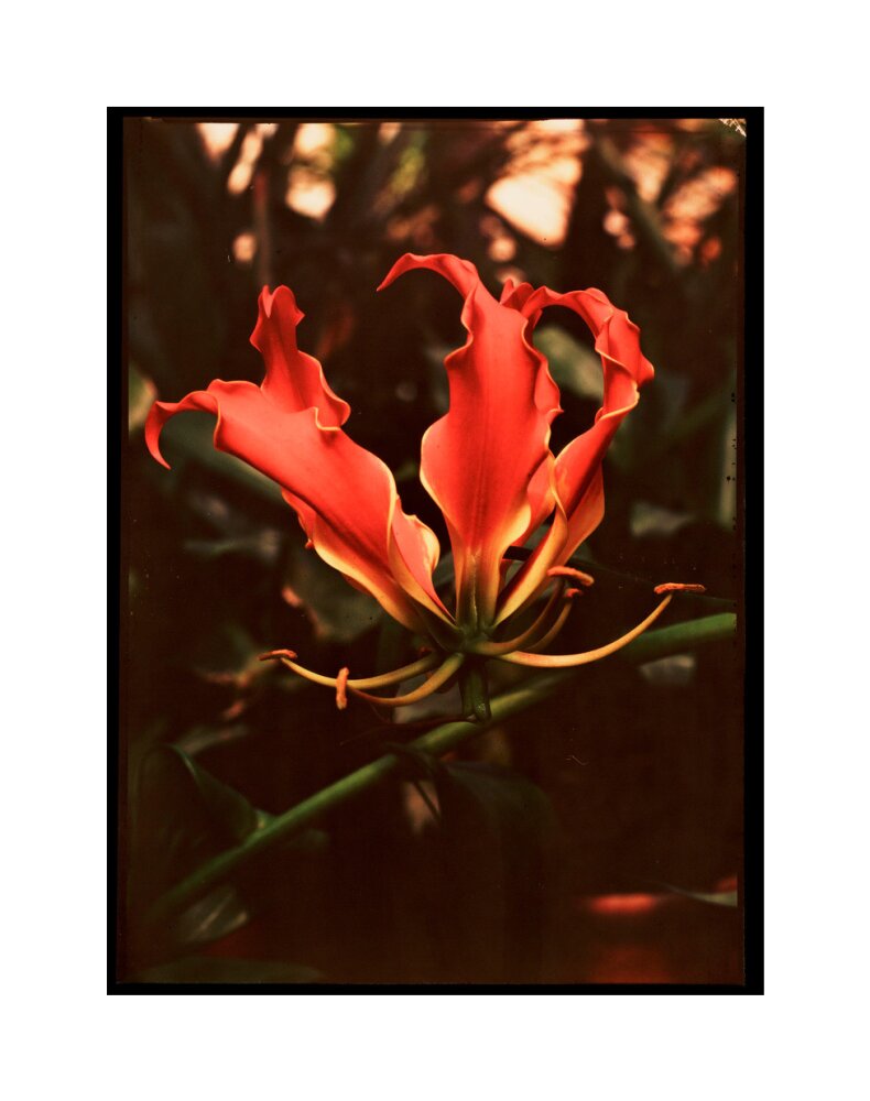 Orchid, c 1940. unstretched canvas medium none Art Print - Science Museum Shop