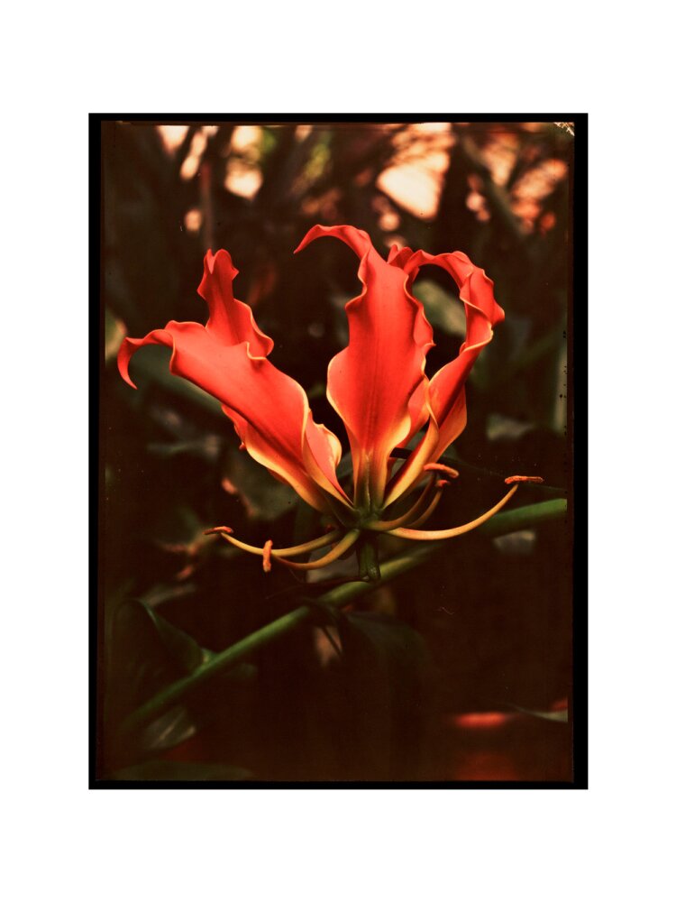 Orchid, c 1940. art print extra large none Art Print - Science Museum Shop