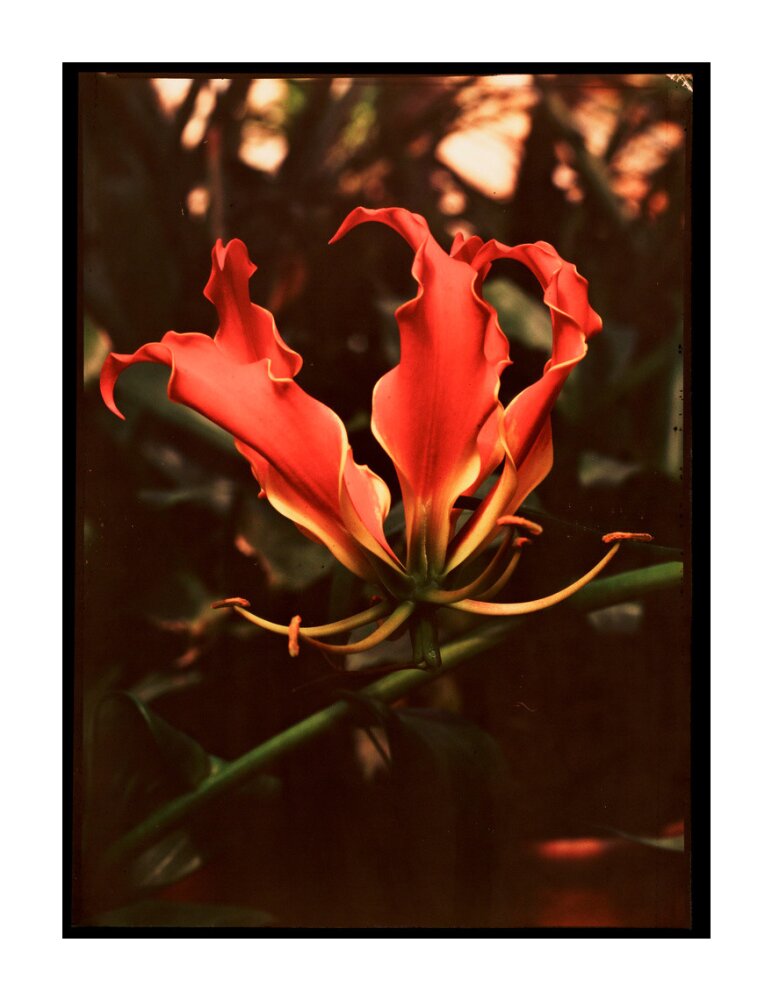 Orchid, c 1940. unstretched canvas extra large none Art Print - Science Museum Shop