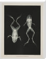 Two frogs, 1896. stretched canvas extra large none Art Print - Science Museum Shop
