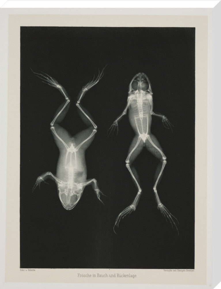 Two frogs, 1896. stretched canvas extra large none Art Print - Science Museum Shop