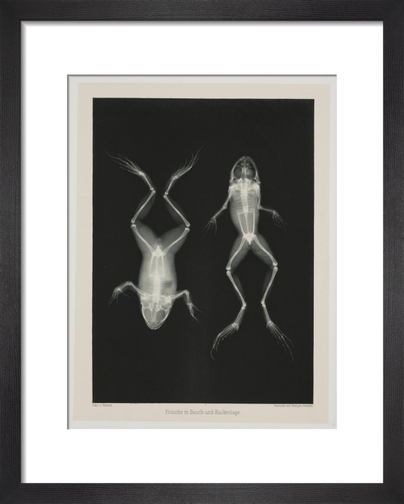 Two frogs, 1896. art print extra small black Art Print - Science Museum Shop
