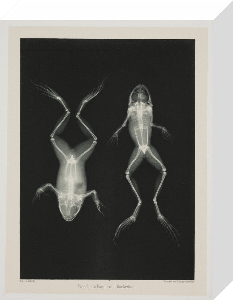 Two frogs, 1896. stretched canvas small none Art Print - Science Museum Shop