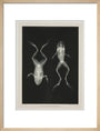 Two frogs, 1896. art print medium natural Art Print - Science Museum Shop