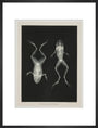 Two frogs, 1896. art print large black Art Print - Science Museum Shop