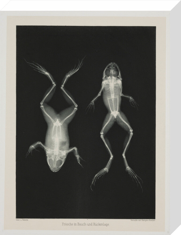 Two frogs, 1896. stretched canvas medium none Art Print - Science Museum Shop