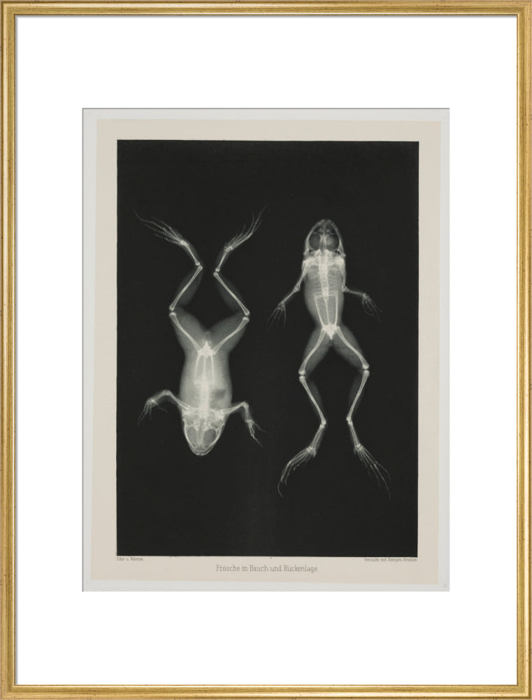 Two frogs, 1896. art print extra large gold Art Print - Science Museum Shop