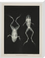 Two frogs, 1896. stretched canvas large none Art Print - Science Museum Shop