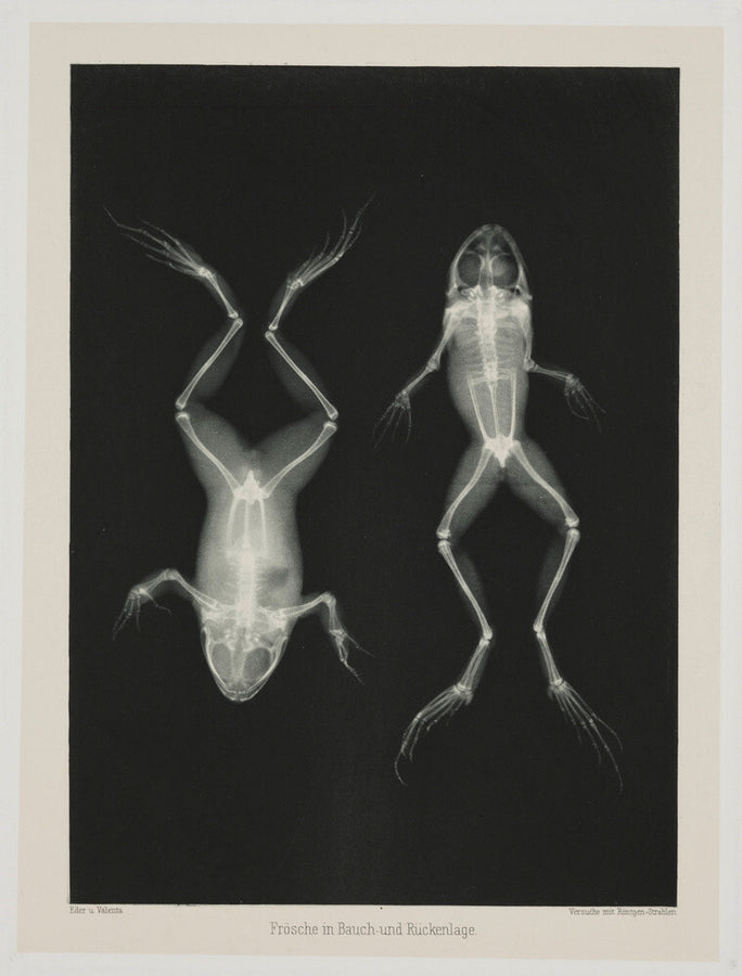 Two frogs, 1896. Art Print - Science Museum Shop