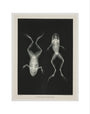 Two frogs, 1896. art print extra small none Art Print - Science Museum Shop