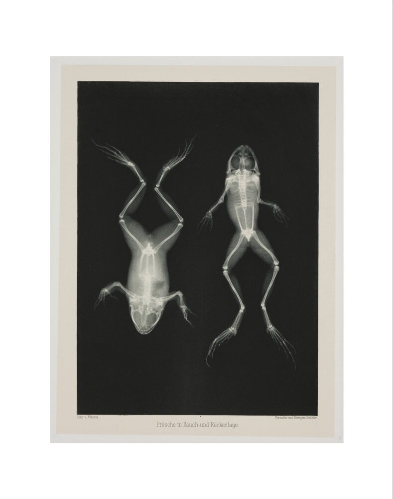 Two frogs, 1896. art print extra small none Art Print - Science Museum Shop