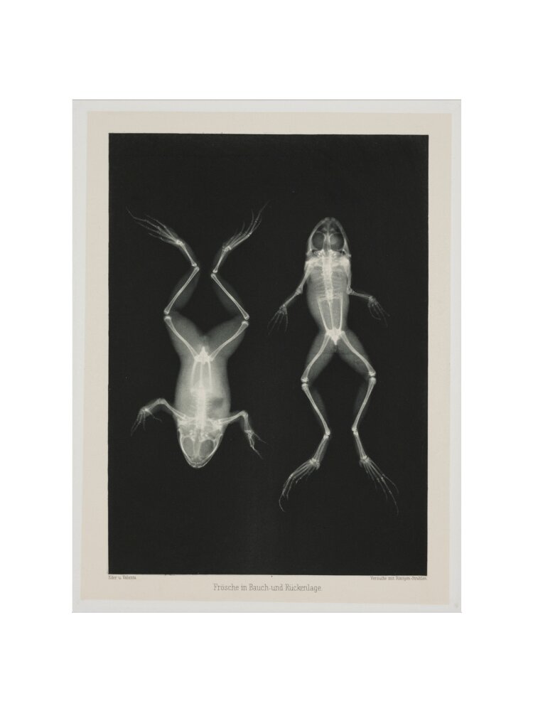 Two frogs, 1896. art print small none Art Print - Science Museum Shop