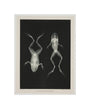 Two frogs, 1896. unstretched canvas small none Art Print - Science Museum Shop