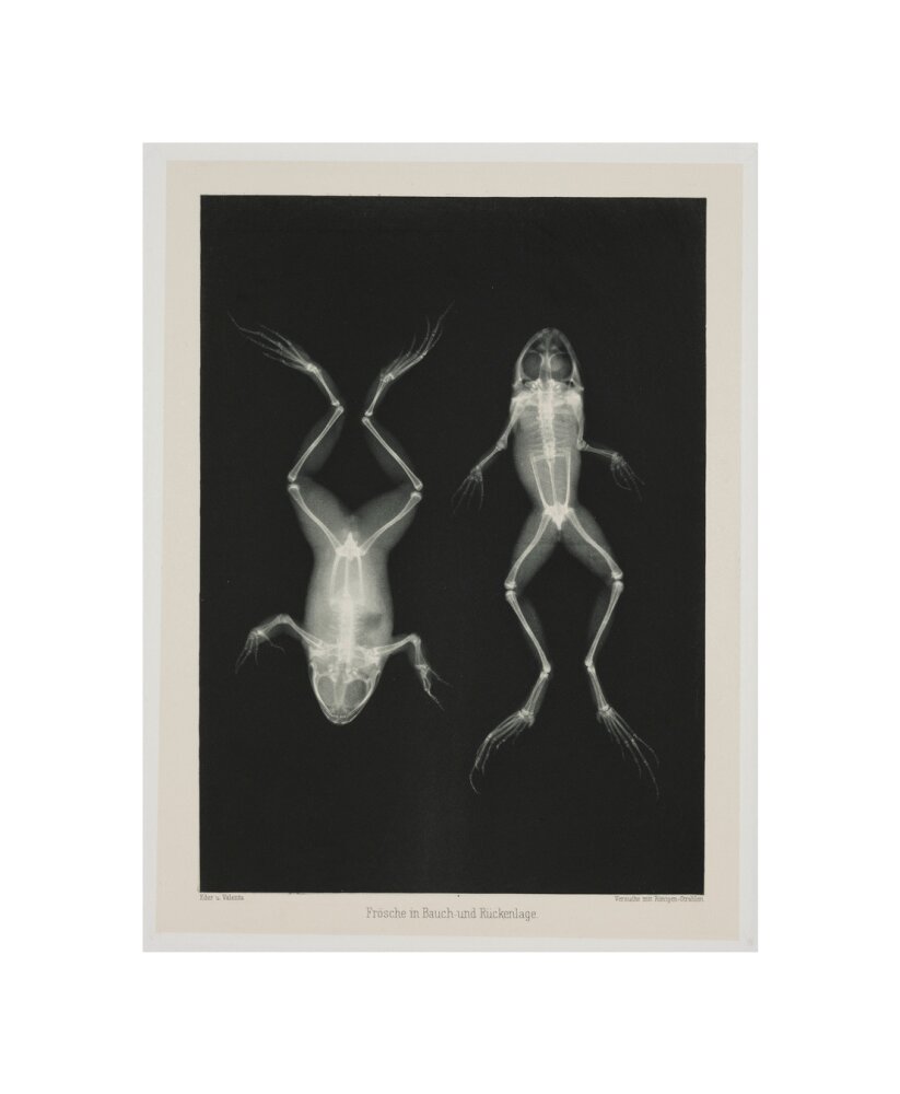 Two frogs, 1896. unstretched canvas small none Art Print - Science Museum Shop