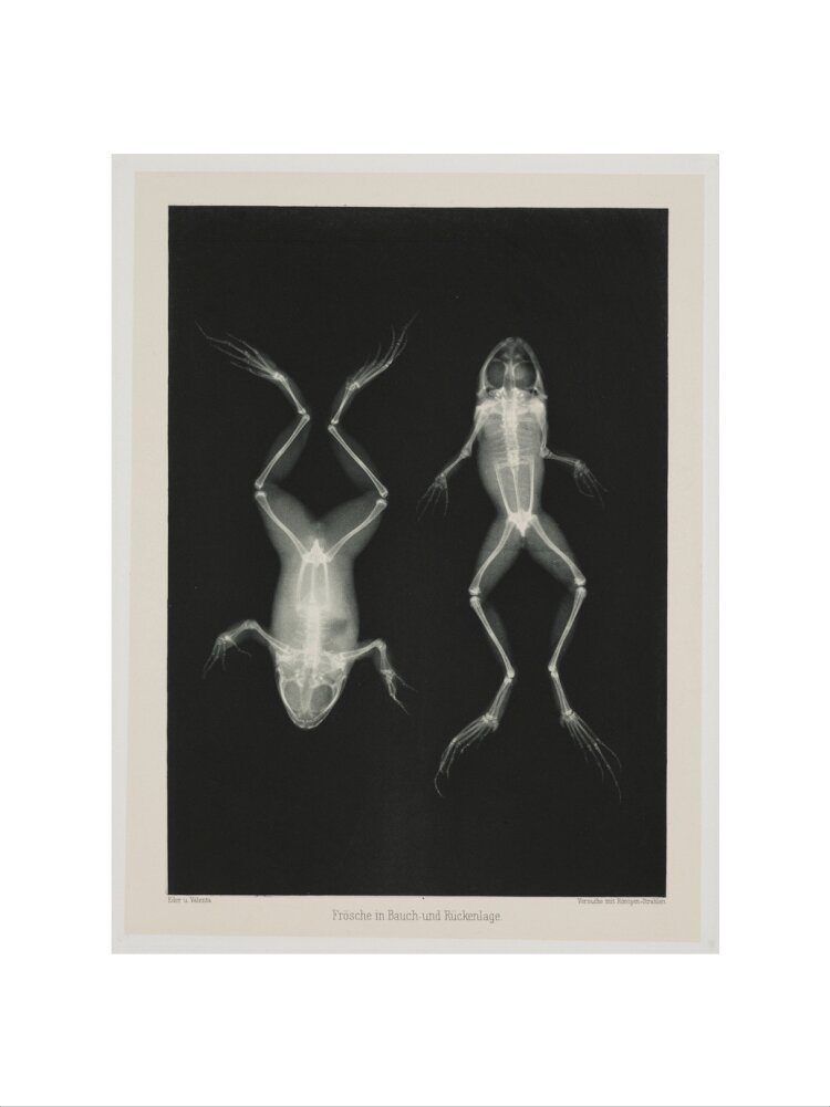 Two frogs, 1896. art print medium none Art Print - Science Museum Shop