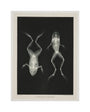 Two frogs, 1896. unstretched canvas medium none Art Print - Science Museum Shop