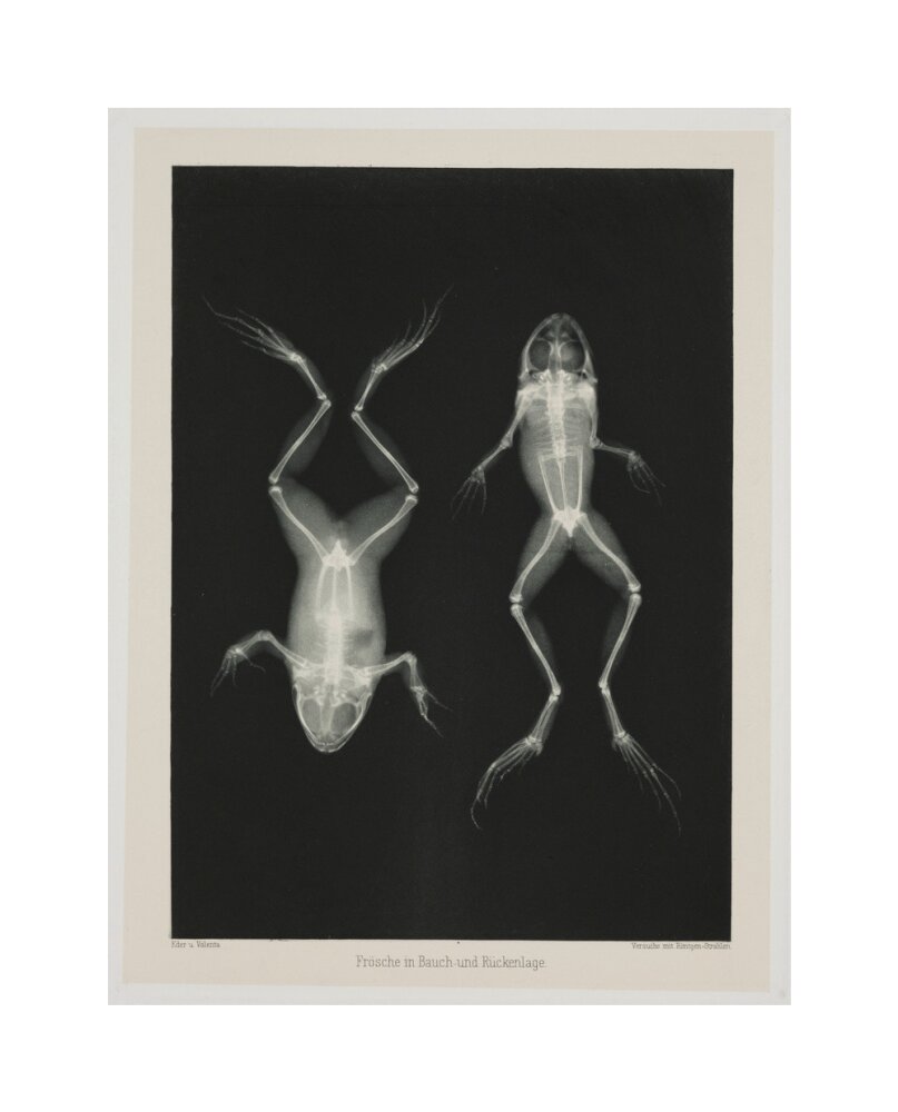 Two frogs, 1896. unstretched canvas medium none Art Print - Science Museum Shop