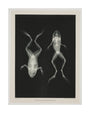 Two frogs, 1896. unstretched canvas large none Art Print - Science Museum Shop