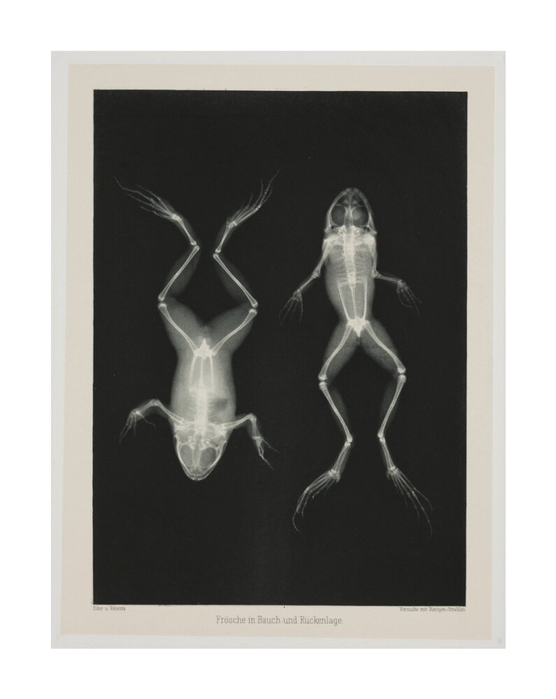 Two frogs, 1896. unstretched canvas large none Art Print - Science Museum Shop