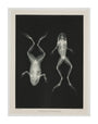 Two frogs, 1896. unstretched canvas extra large none Art Print - Science Museum Shop