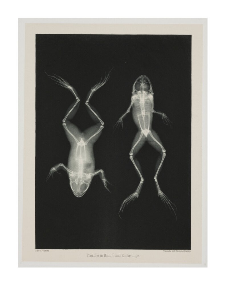 Two frogs, 1896. unstretched canvas extra large none Art Print - Science Museum Shop