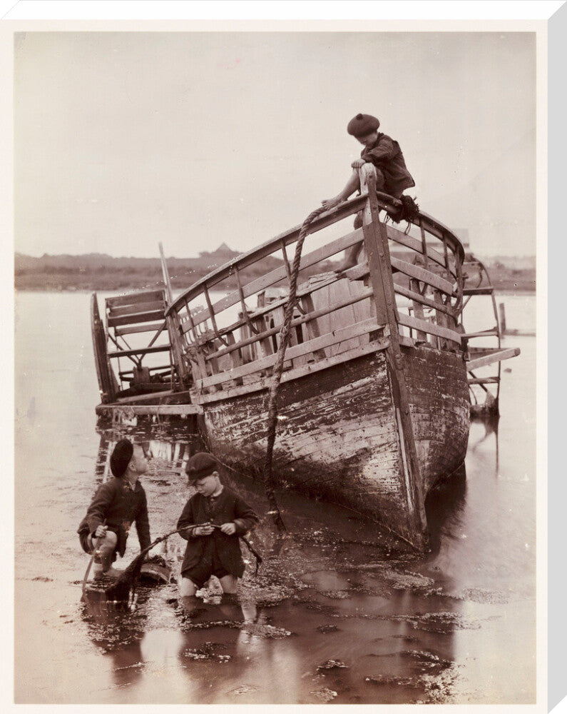 'Sea Urchins', 1888. stretched canvas extra large none Art Print - Science Museum Shop
