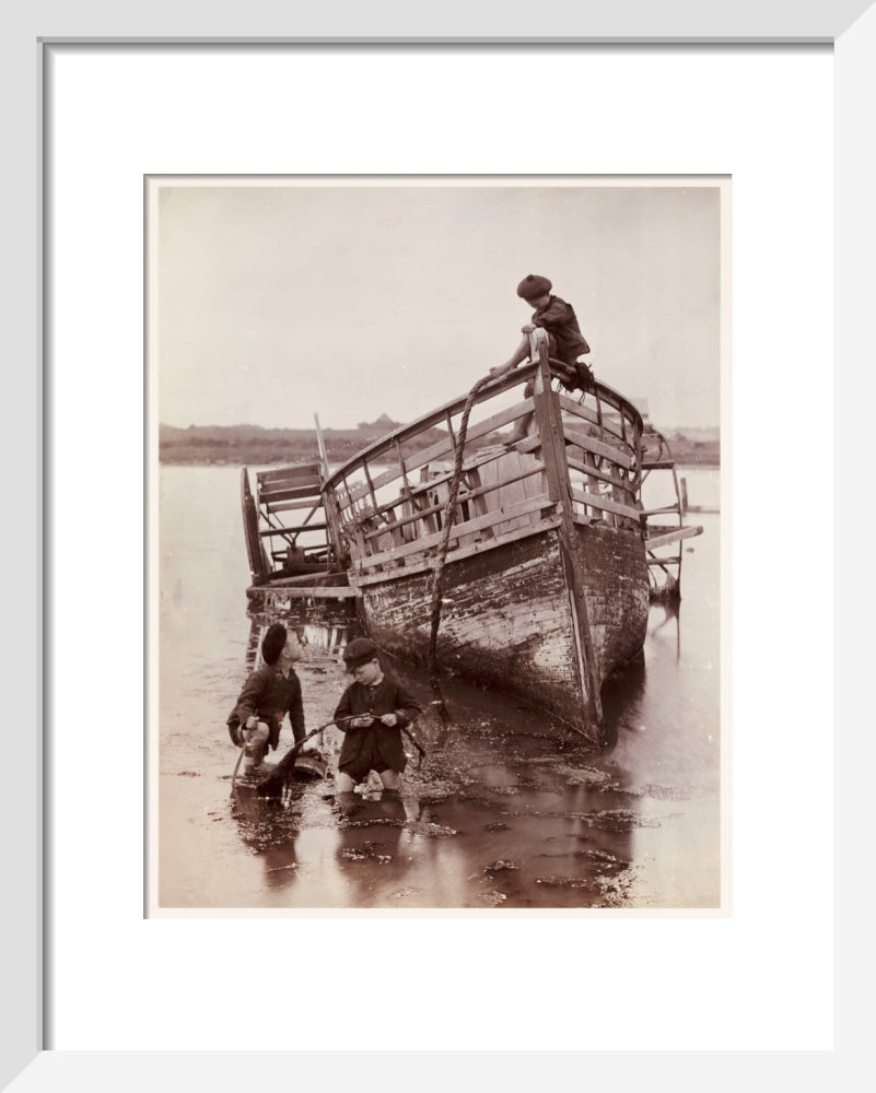 'Sea Urchins', 1888. art print extra small white Art Print - Science Museum Shop