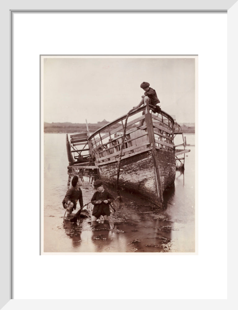 'Sea Urchins', 1888. art print small white Art Print - Science Museum Shop