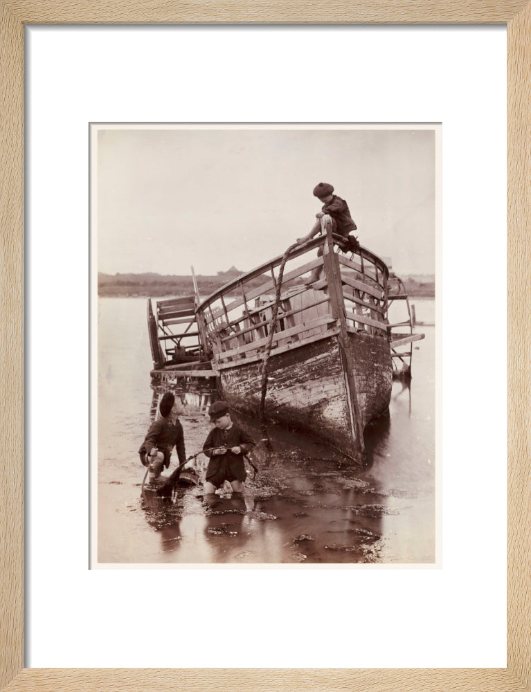 'Sea Urchins', 1888. art print small natural Art Print - Science Museum Shop