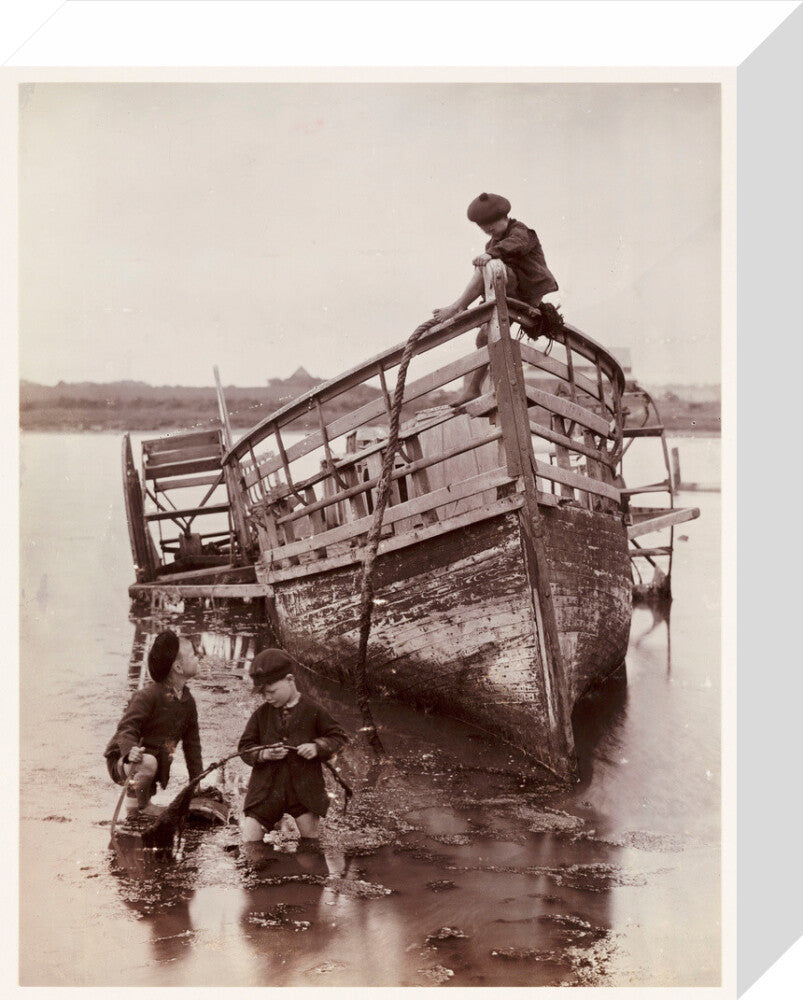 'Sea Urchins', 1888. stretched canvas small none Art Print - Science Museum Shop