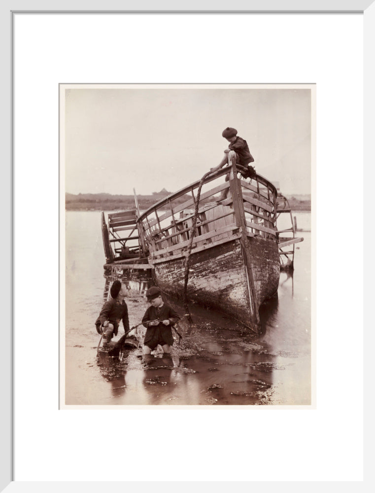 'Sea Urchins', 1888. art print medium white Art Print - Science Museum Shop