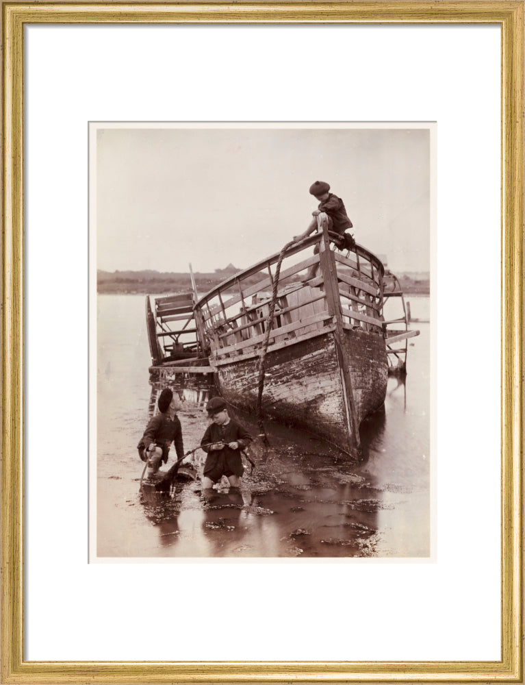 'Sea Urchins', 1888. art print medium gold Art Print - Science Museum Shop