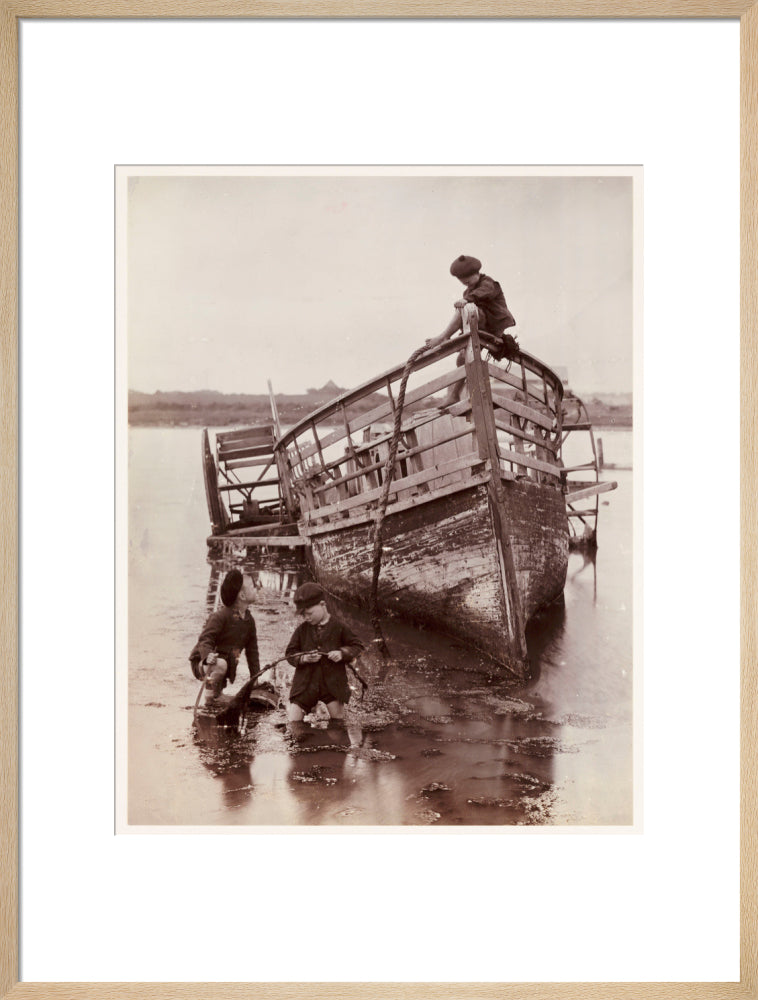 'Sea Urchins', 1888. art print large natural Art Print - Science Museum Shop