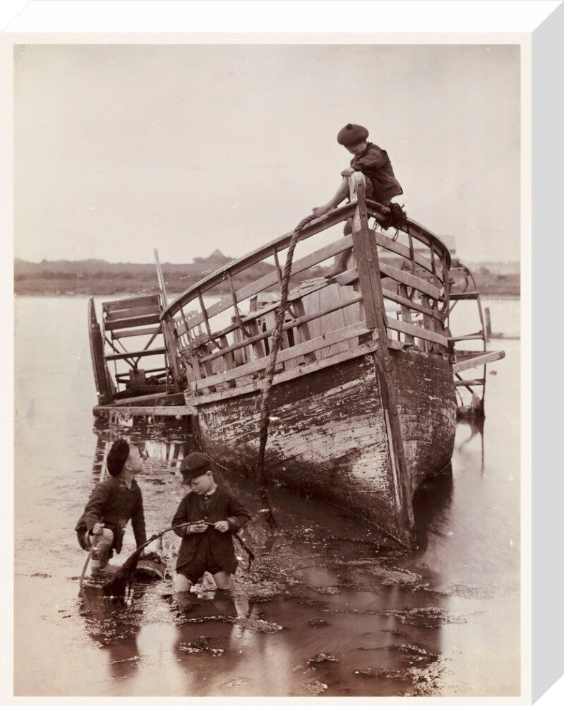 'Sea Urchins', 1888. stretched canvas medium none Art Print - Science Museum Shop