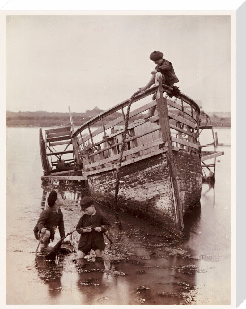 'Sea Urchins', 1888. stretched canvas large none Art Print - Science Museum Shop