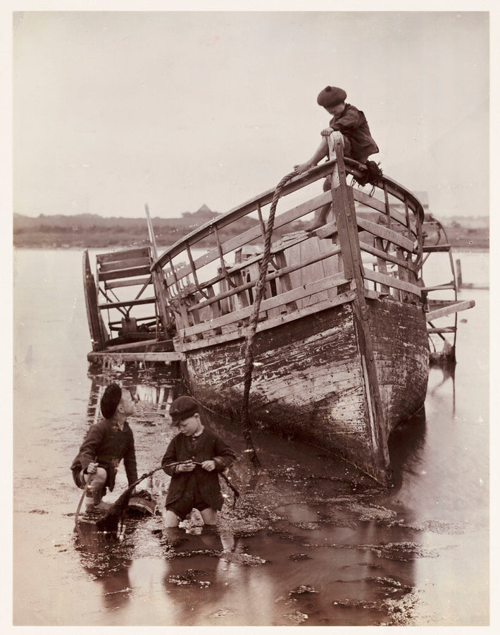 'Sea Urchins', 1888. Art Print - Science Museum Shop