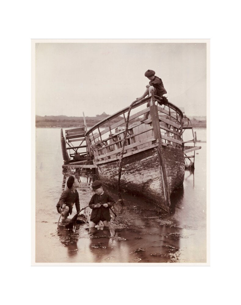 'Sea Urchins', 1888. art print extra small none Art Print - Science Museum Shop