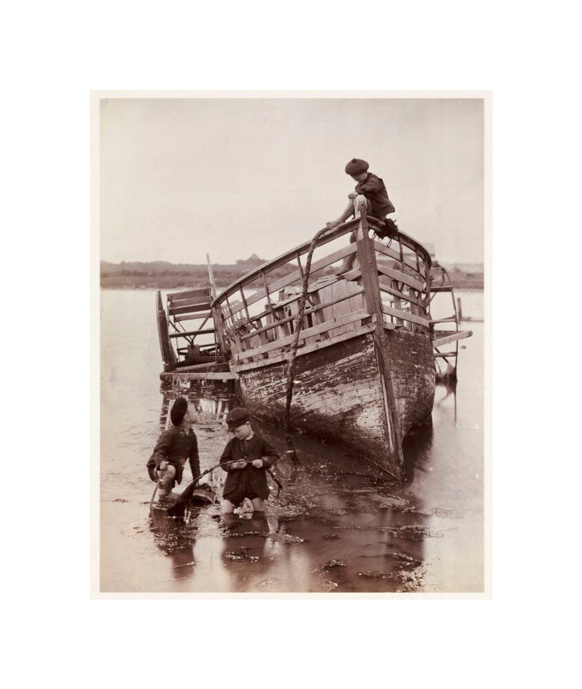 'Sea Urchins', 1888. unstretched canvas small none Art Print - Science Museum Shop