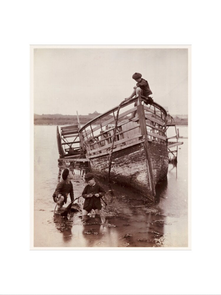 'Sea Urchins', 1888. art print medium none Art Print - Science Museum Shop