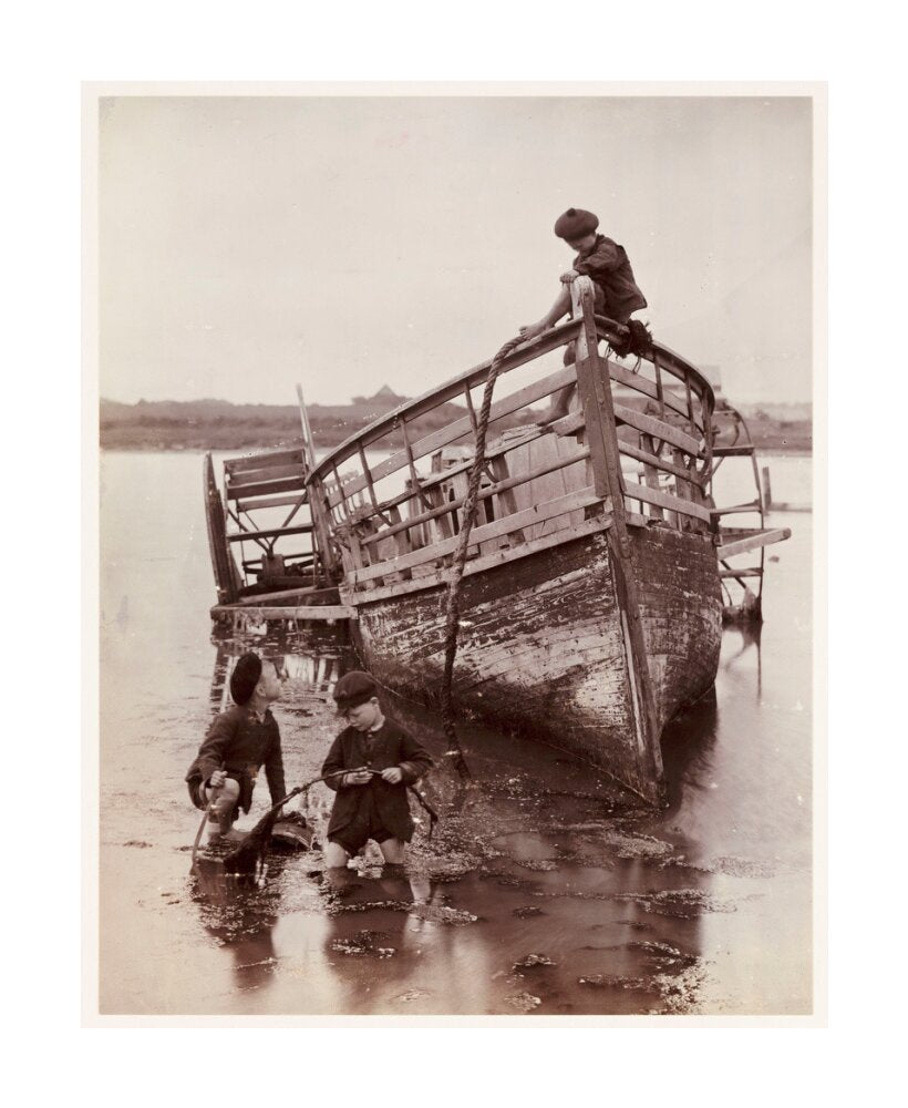 'Sea Urchins', 1888. unstretched canvas large none Art Print - Science Museum Shop