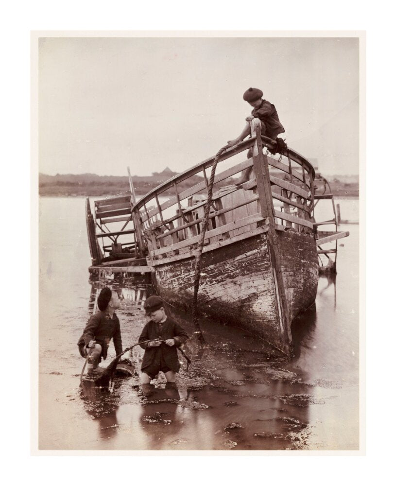 'Sea Urchins', 1888. unstretched canvas extra large none Art Print - Science Museum Shop