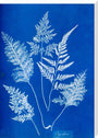 Cyanotype of Ceylonese ferns, 1853. stretched canvas extra large none Art Print - Science Museum Shop