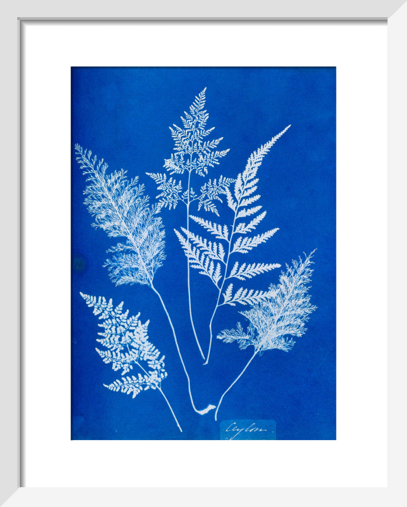 Cyanotype of Ceylonese ferns, 1853. art print extra small white Art Print - Science Museum Shop