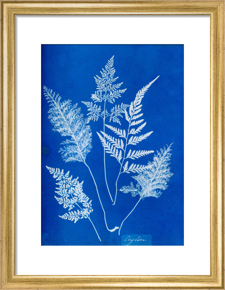Cyanotype of Ceylonese ferns, 1853. art print small gold Art Print - Science Museum Shop