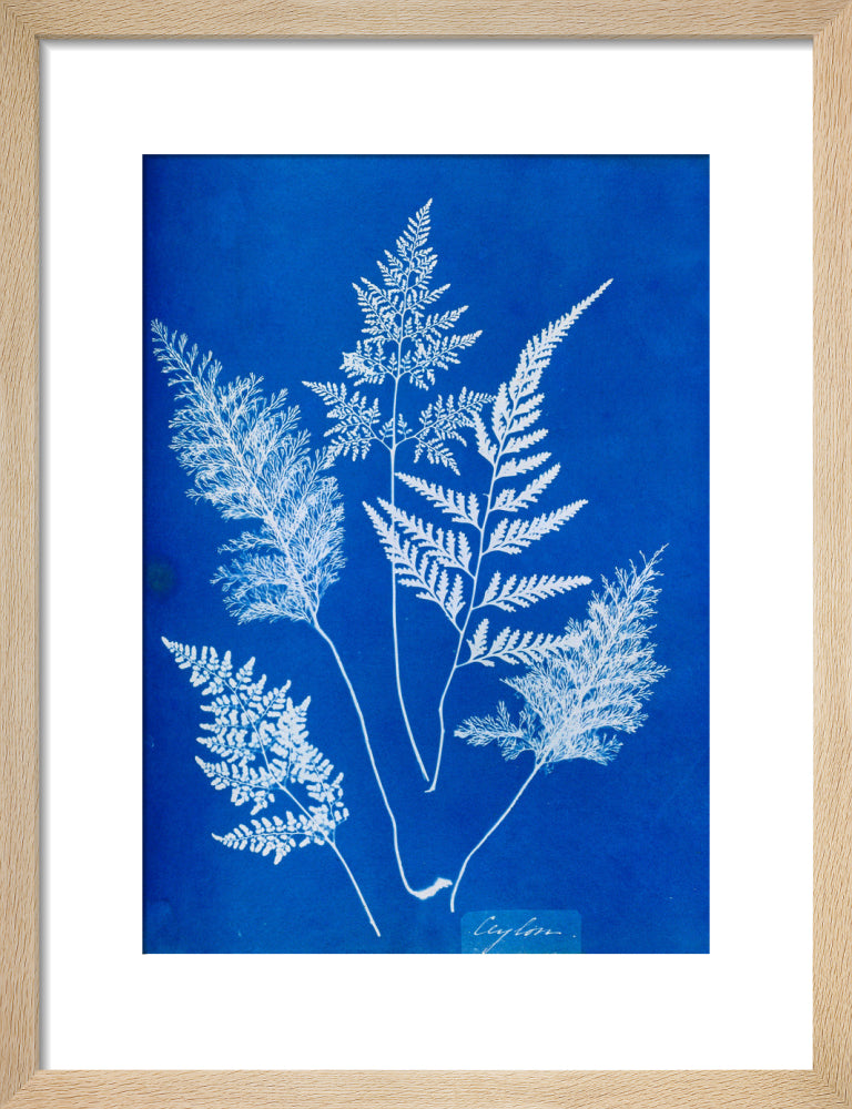 Cyanotype of Ceylonese ferns, 1853. art print small natural Art Print - Science Museum Shop