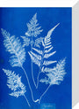 Cyanotype of Ceylonese ferns, 1853. stretched canvas small none Art Print - Science Museum Shop