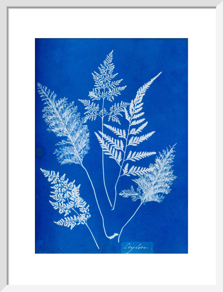 Cyanotype of Ceylonese ferns, 1853. art print medium white Art Print - Science Museum Shop